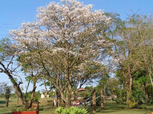 Pousada Fazenda Buracao Mococa Exterior photo